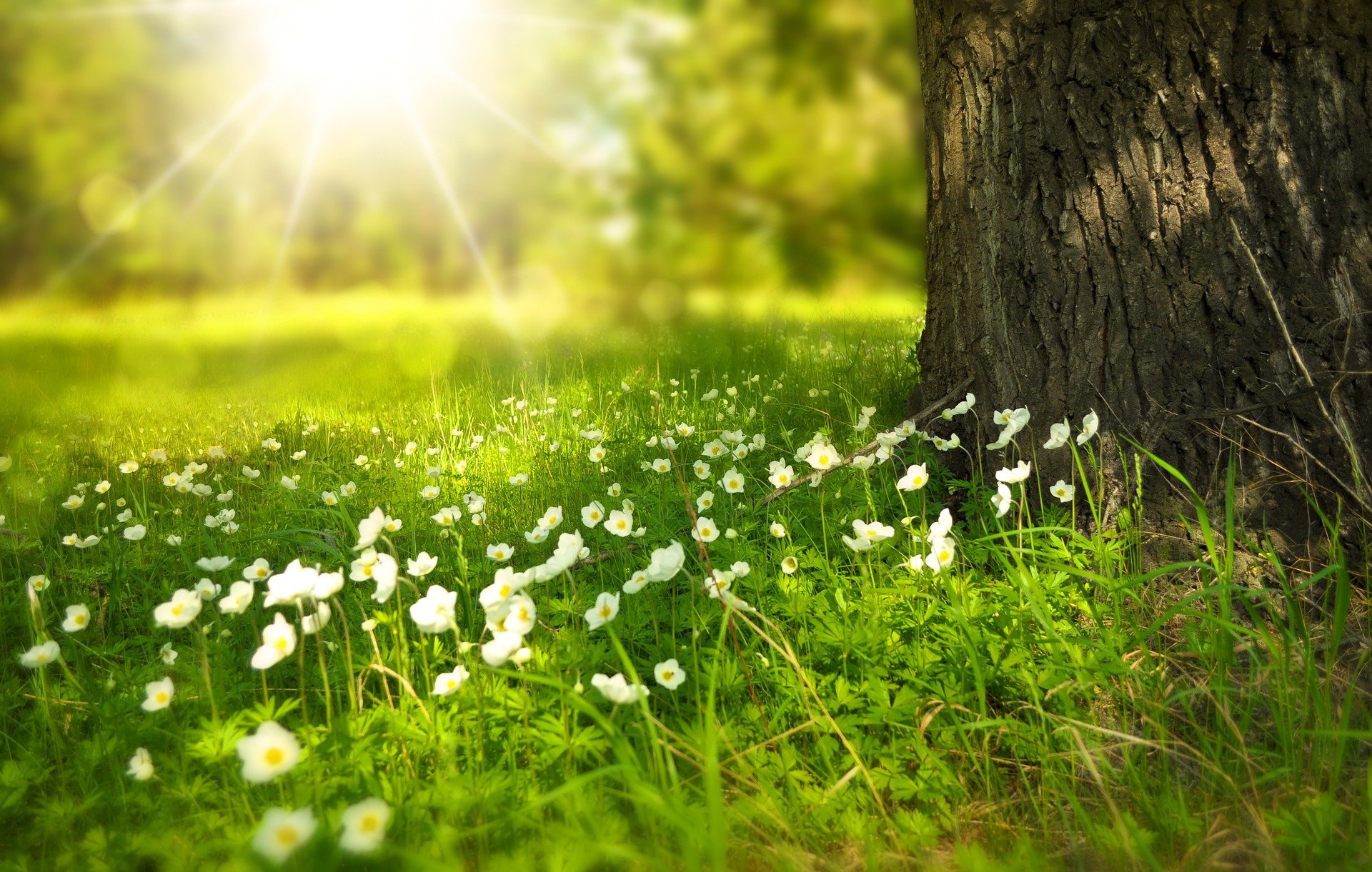 Sunlight shining behind a tree with small white flowers at base Image by Larisa Koshkina from Pixabay